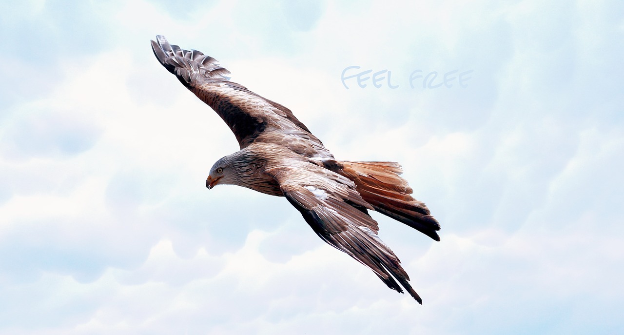 An eagle soaring in the blue sky with the words feel free written in the cloudds