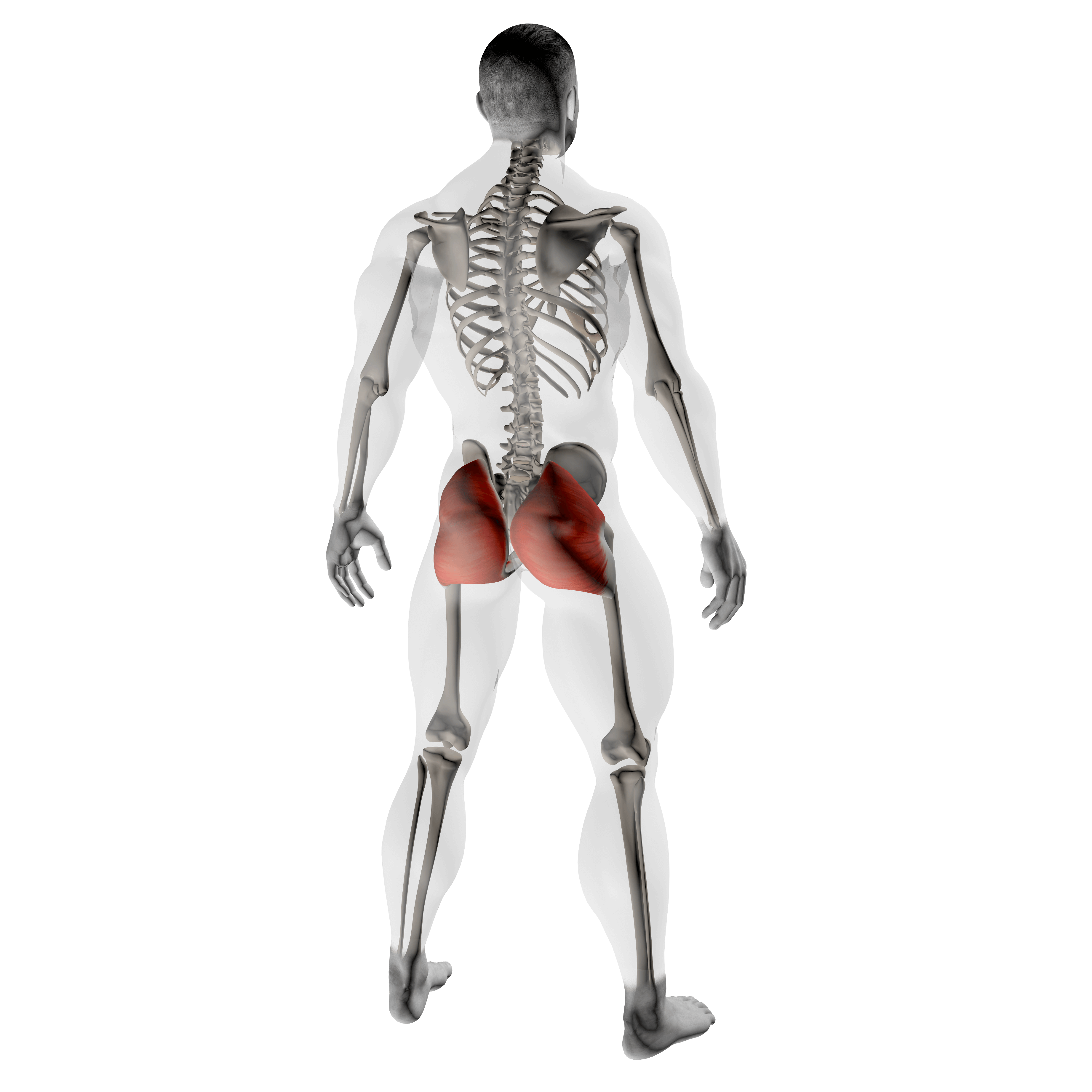x-ray illustration showing glutes to demonstrate what muscles squats work 