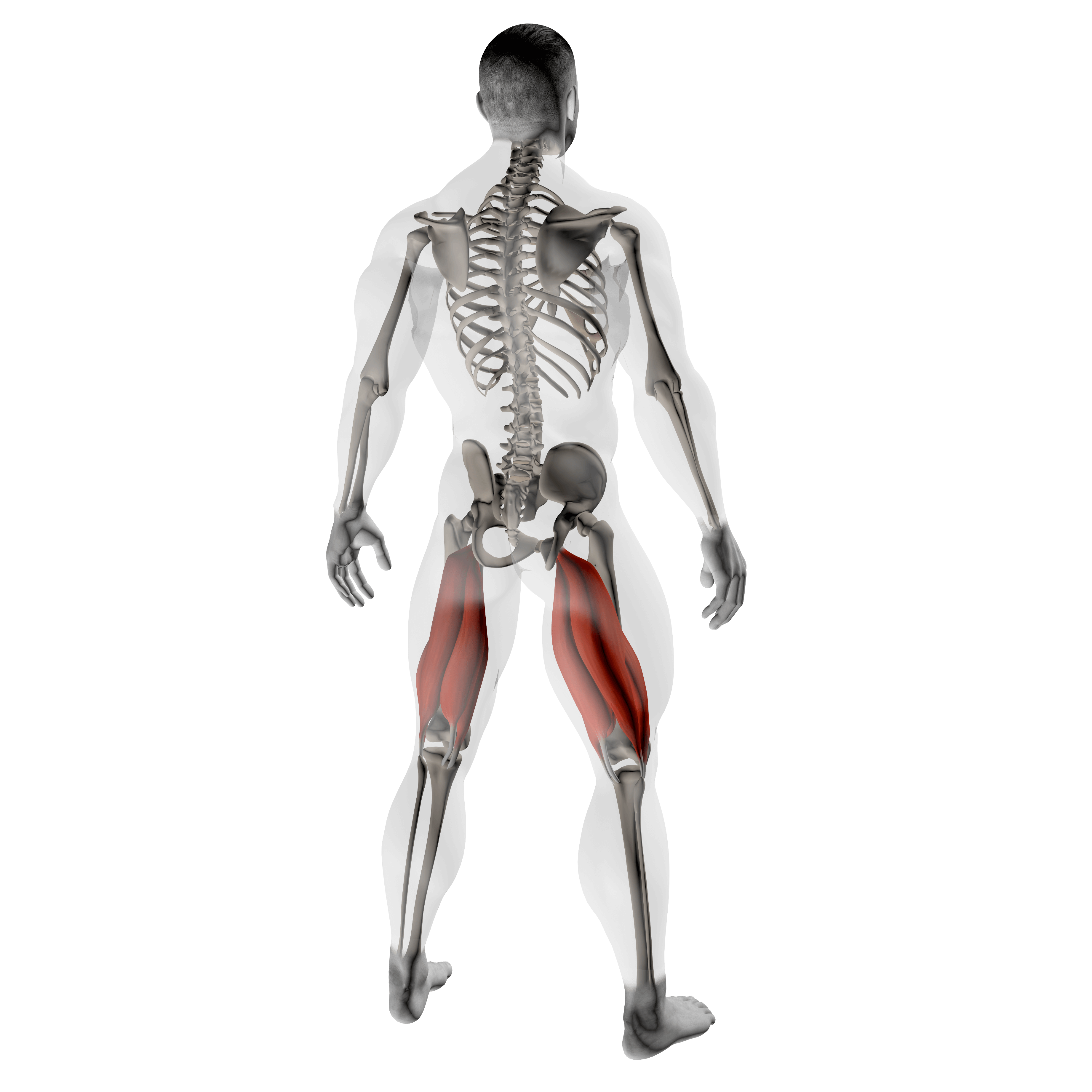 x-ray illustration showing hamstrings to demonstrate what muscles squats work