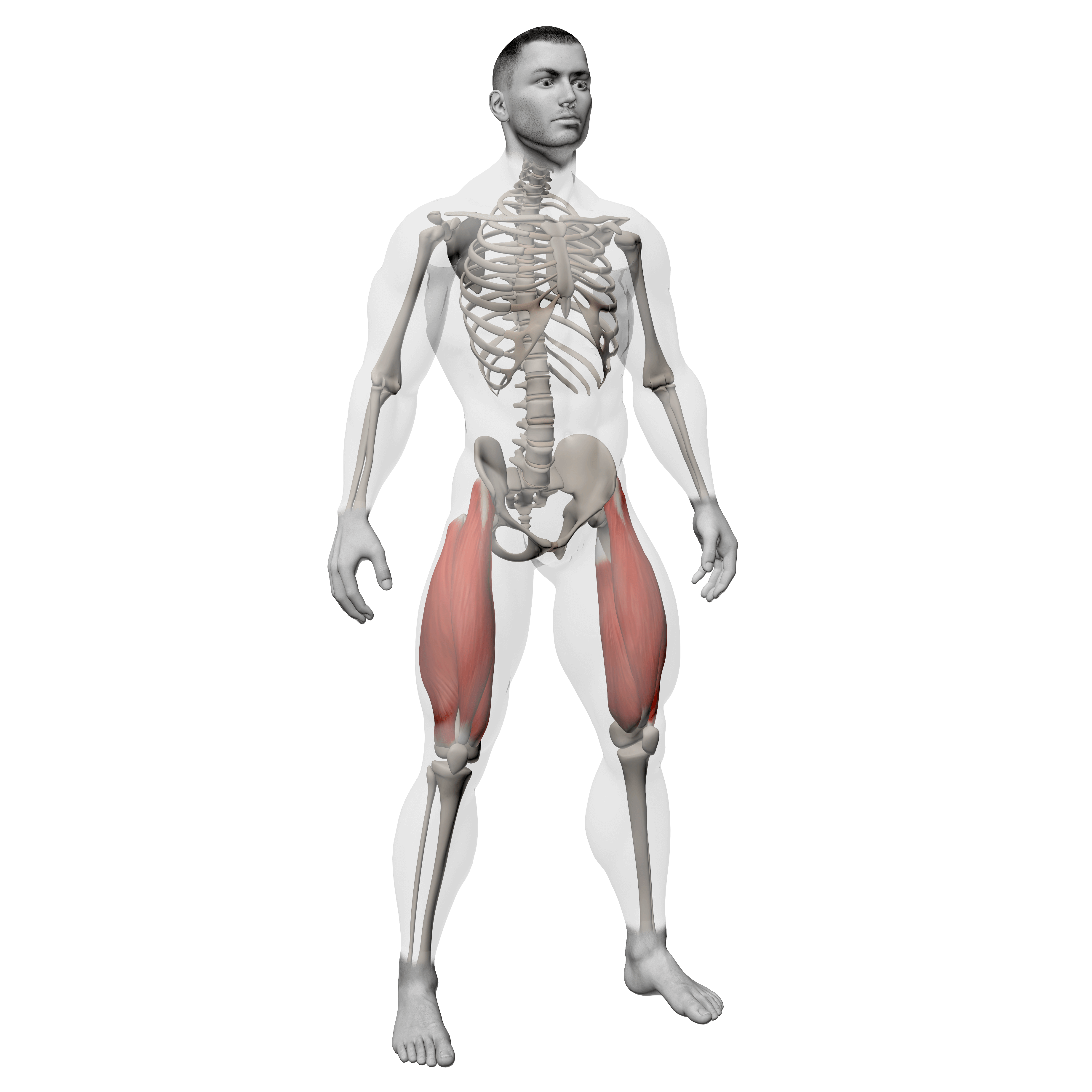 x-ray illustration showing quadriceps to demonstrate what muscles squats work